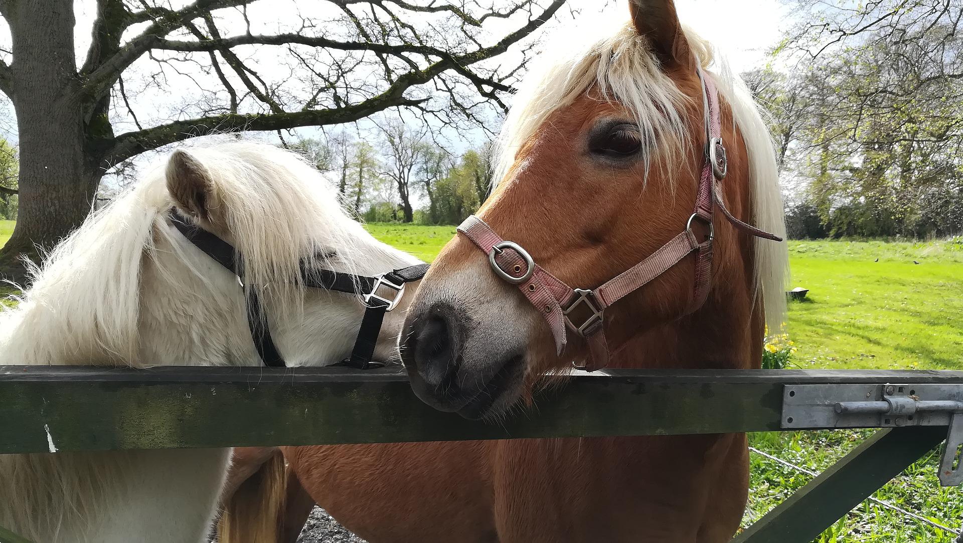 horse retreats meath